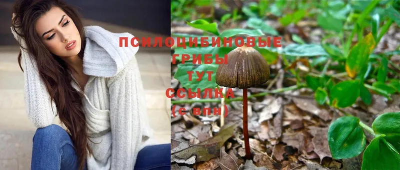 Псилоцибиновые грибы Cubensis Межгорье